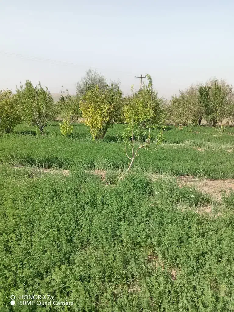 زمین زراعی|فروش دفتر صنعتی، کشاورزی، تجاری|راین, |دیوار