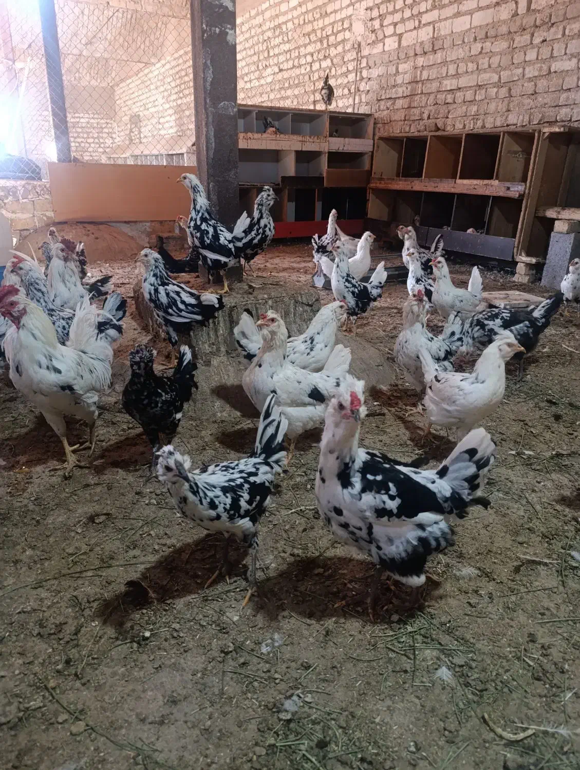 تخم مرغ گلین نطفه دار|حیوانات مزرعه|قم, آزادگان|دیوار