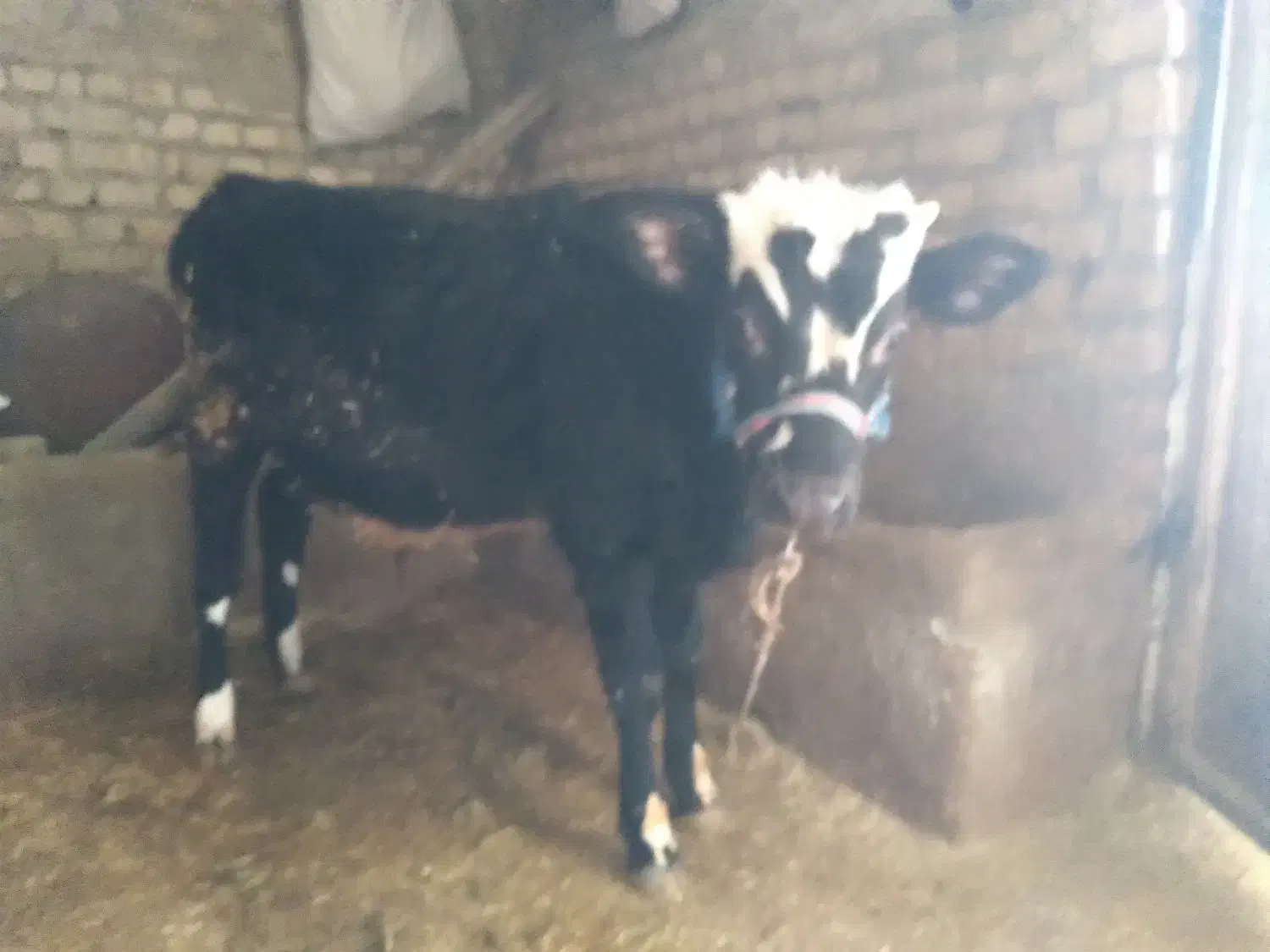 گوساله نر سیمینتال|حیوانات مزرعه|خاوه, |دیوار