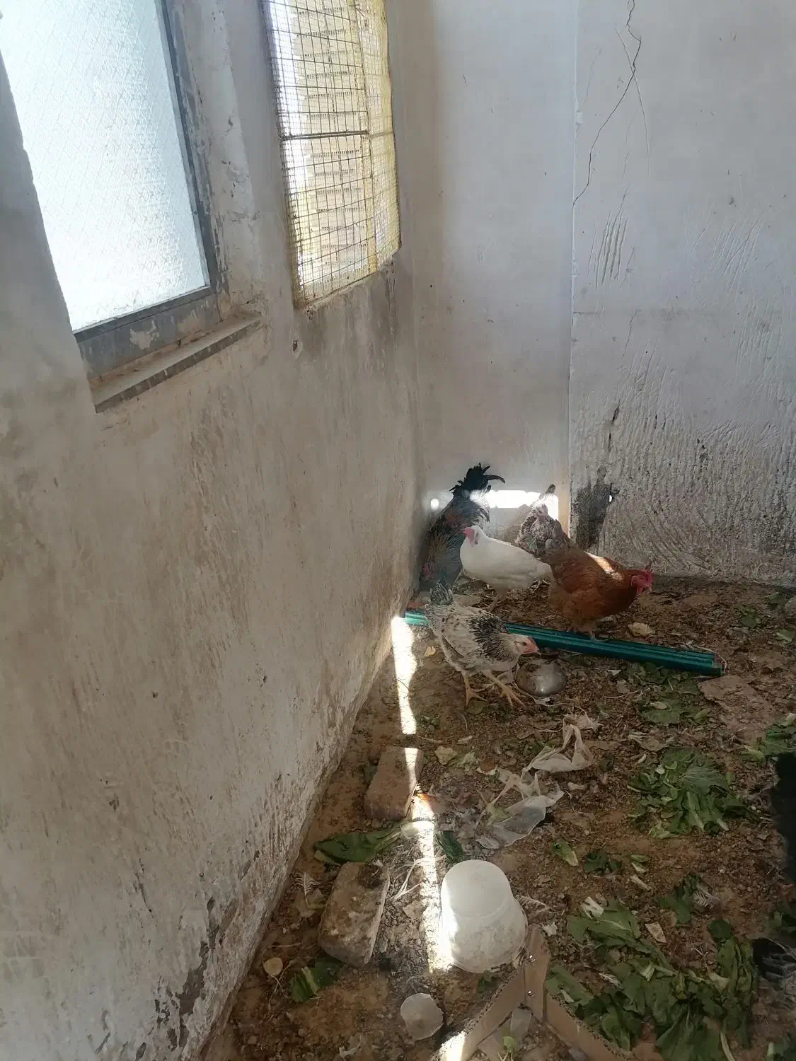 مرغ و خروس|حیوانات مزرعه|کرمان, |دیوار