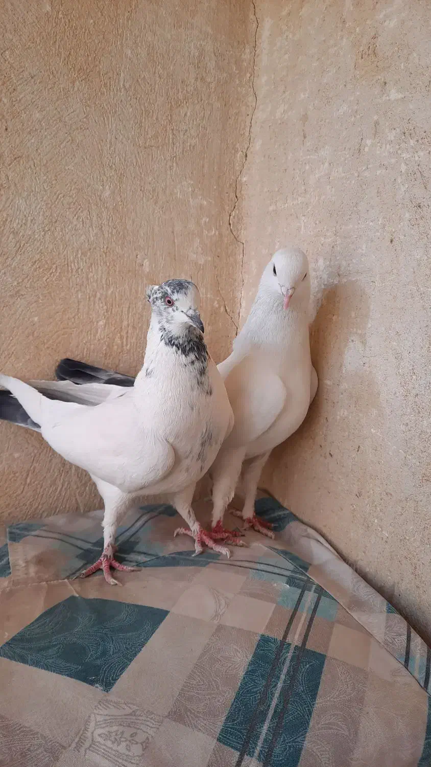 نروماده پرشی|پرنده|خمینی‌شهر, |دیوار