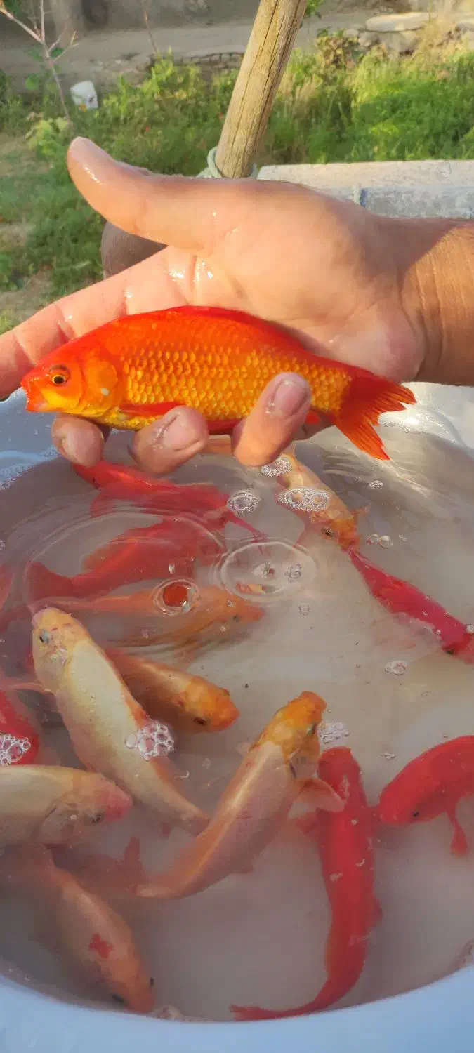 ماهی مولد|ماهی|سبزوار, صالح آباد|دیوار