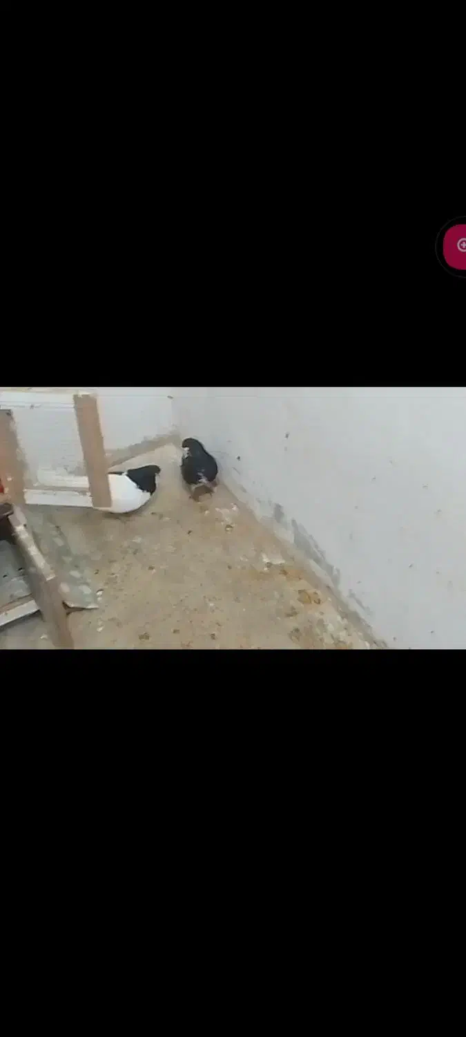 سیاه پوش|پرنده|محمدیه-قزوین, |دیوار