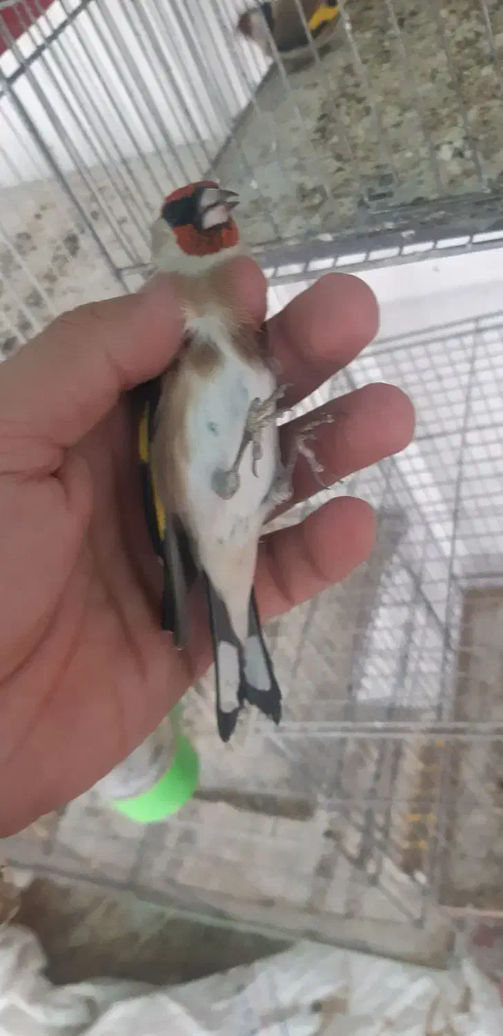 سهره و قناری خوشگل|پرنده|اردبیل, |دیوار