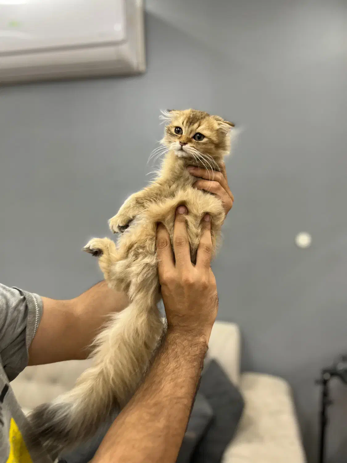 گربه اسکاتیش چینچیلا لانگهیر گلد|گربه|تهران, چیتگر شمالی|دیوار