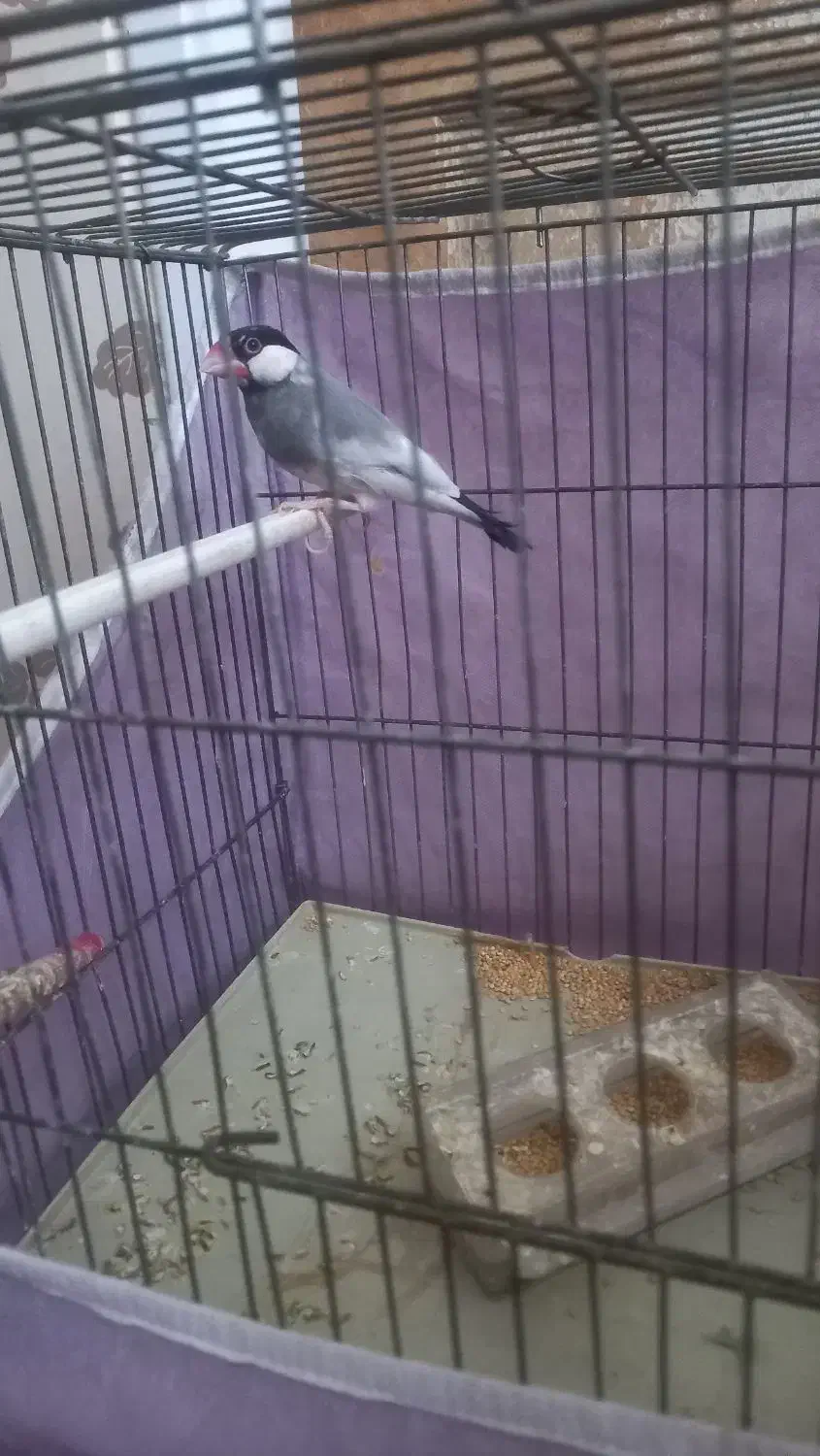 فنچ نرگسی نر|پرنده|قزوین, |دیوار