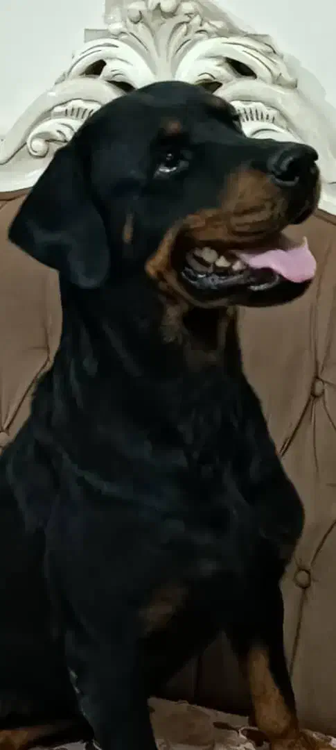 سگ روتوایلر اصیل|سگ|پاکدشت, پاکدشت (مامازند)|دیوار