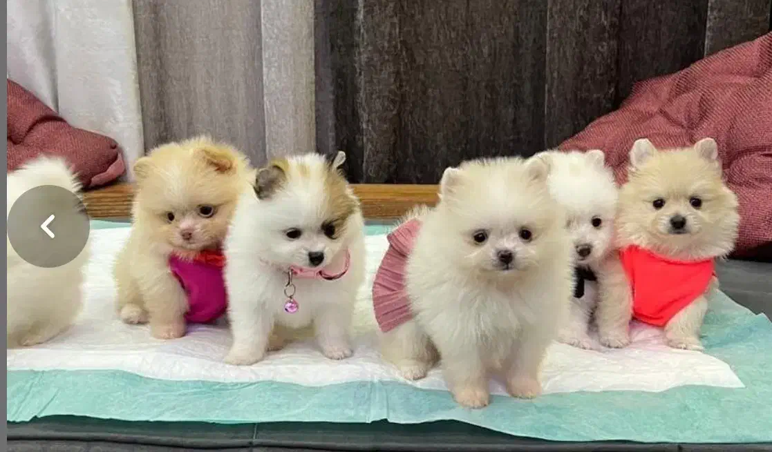 سگ های پامرانین/شیتزو/فنجونی|سگ|شیراز, تاچارا|دیوار