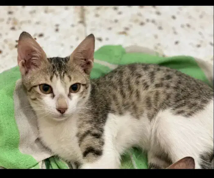 گربه گمشده همراه با مژدگانی|گربه|آبادان, |دیوار