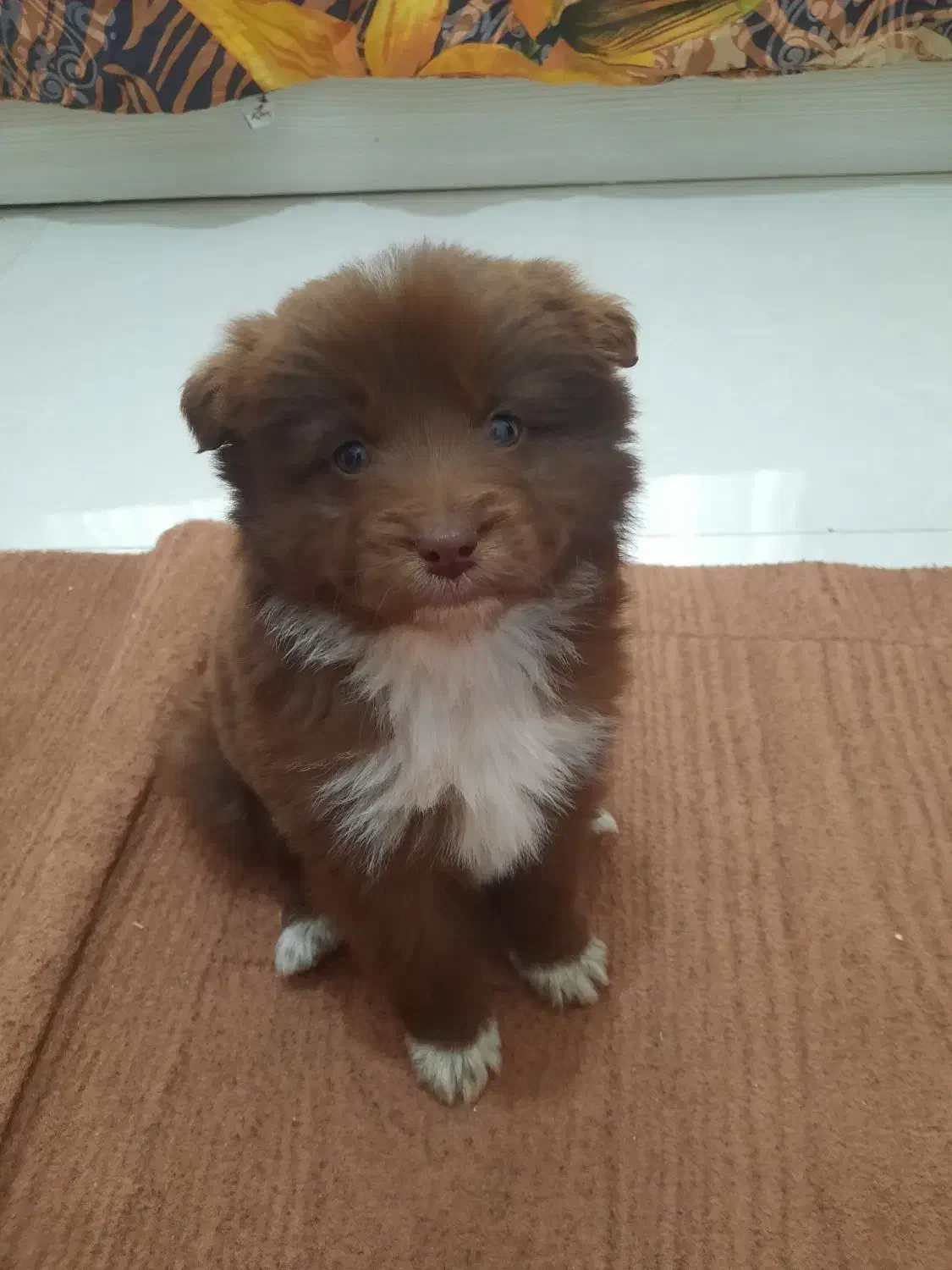 سگ پاکوتاه پامر|سگ|نوشین شهر, |دیوار