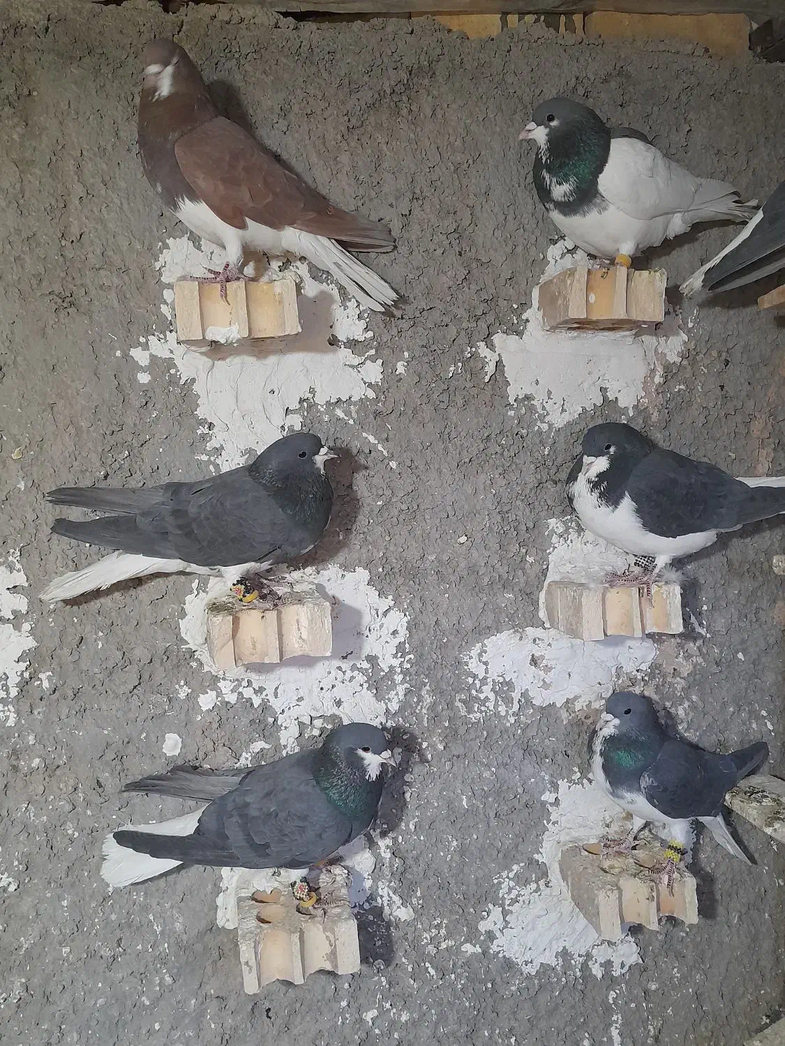 پلاکی|پرنده|آباده, |دیوار