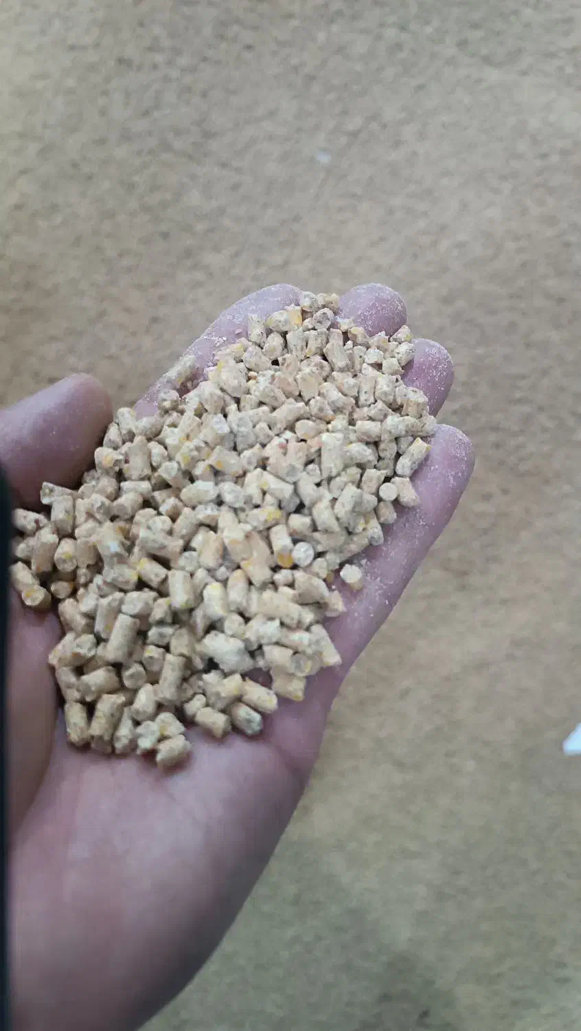 دان مرغ گوشتی|لوازم جانبی حیوانات|نیشابور, مازول|دیوار