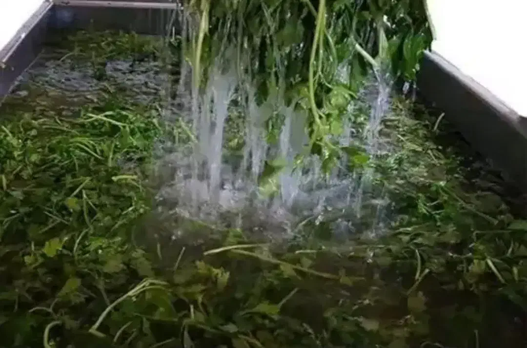 سبزی خورد شده|خوردنی و آشامیدنی|رشت, چله خانه|دیوار