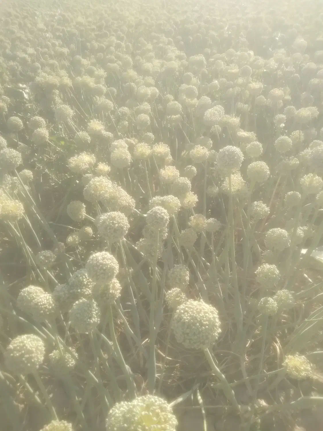 بذر پیاز|خدمات باغبانی و درختکاری|فلاورجان, |دیوار