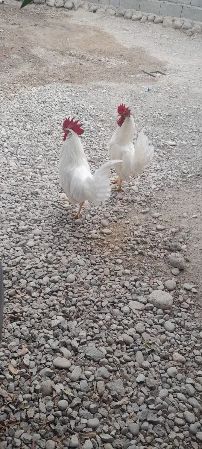 ۲عدد خروس یکساله|حیوانات مزرعه|قلعه قاضی, |دیوار