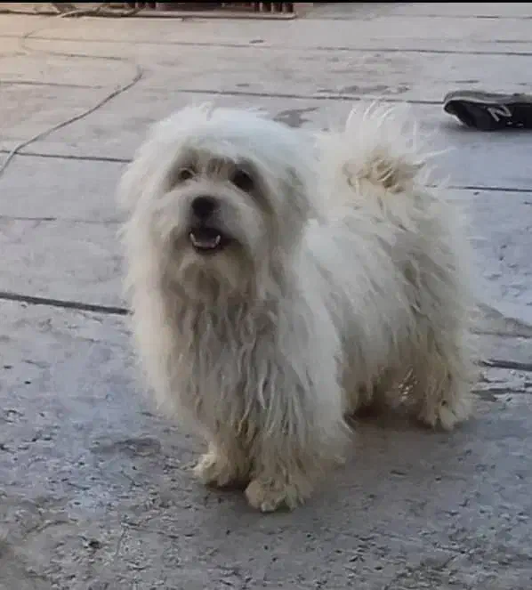 واگذاری پاپی نر|سگ|فلاورجان, |دیوار