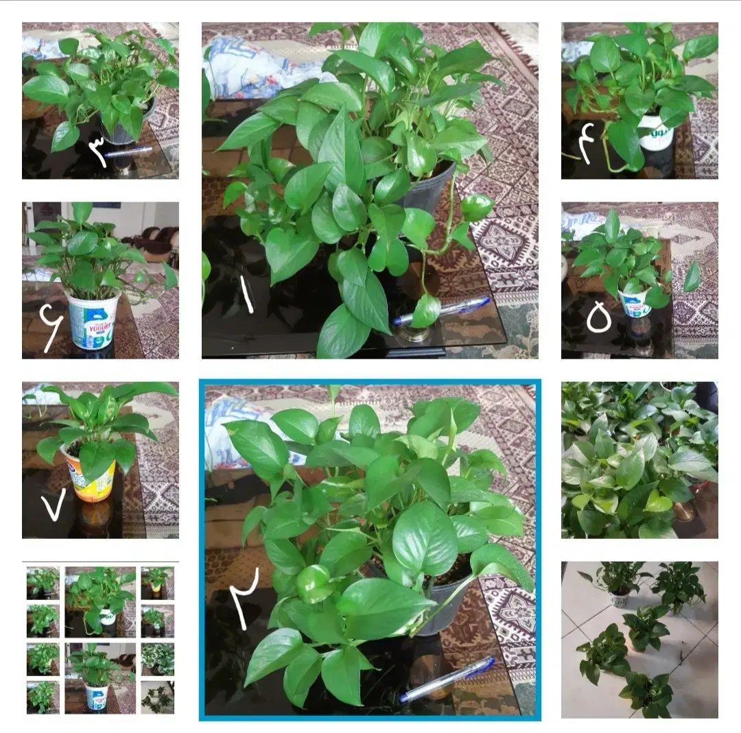 تعدادی گل پتوس کاملا سالم وسرحال|گل و گیاه طبیعی|مشکیندشت, |دیوار