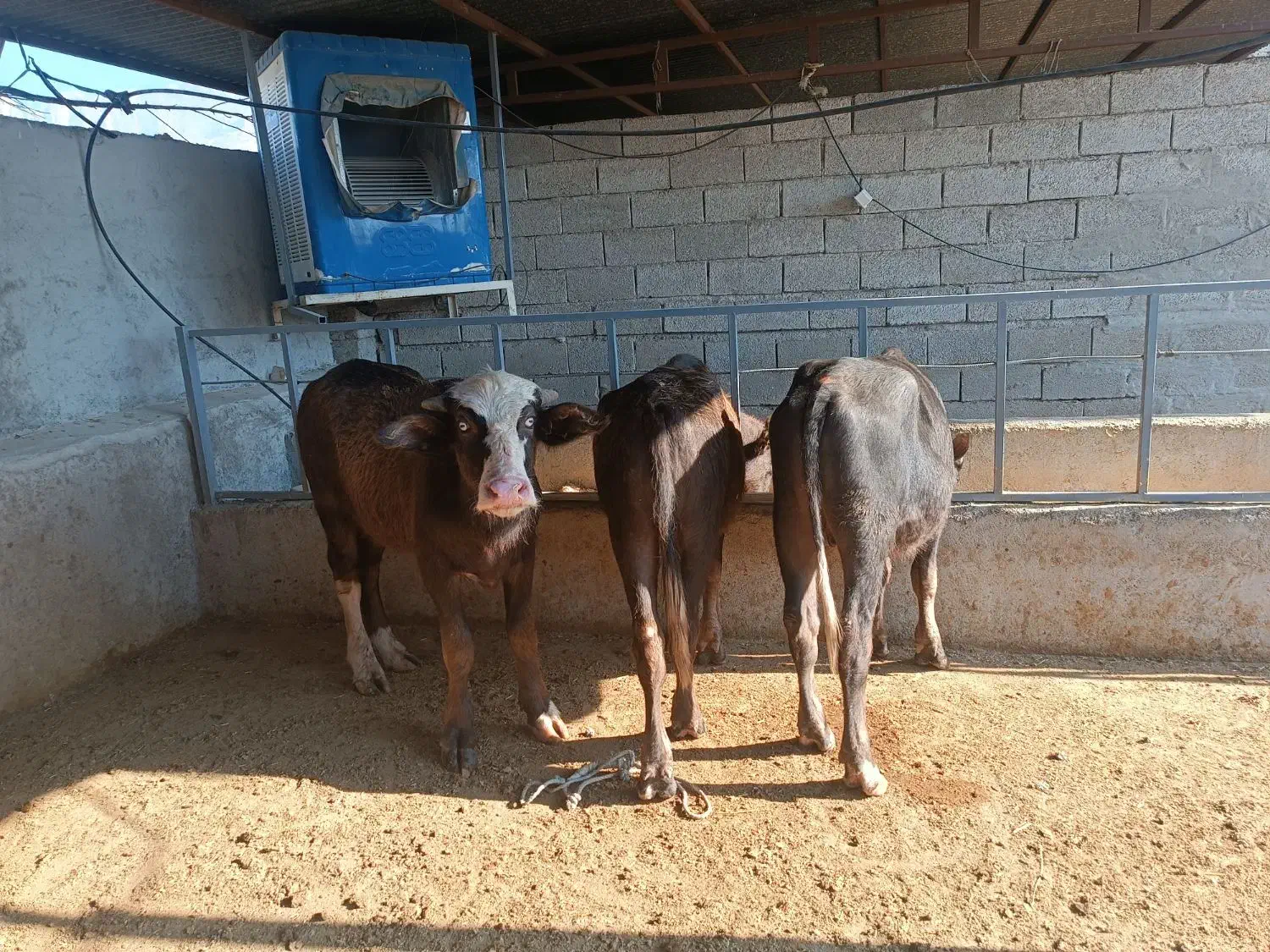 سه راس گوساله گاومیش نر درجه یک|حیوانات مزرعه|جره و بالاده, |دیوار