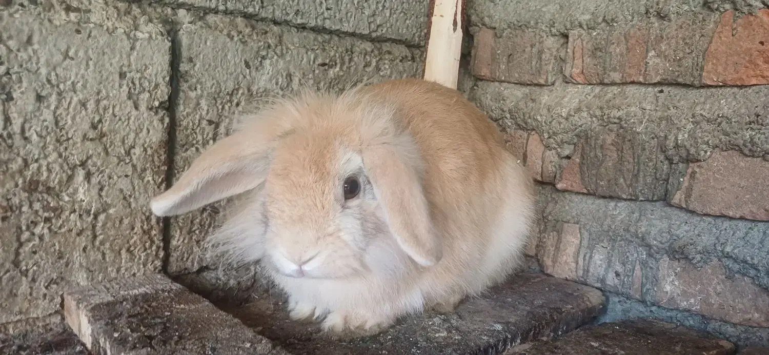 خرگوش ماده لوپ|موش و خرگوش|بابل, |دیوار