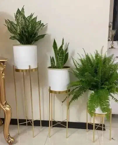 گلدون‌پایه‌‌دارطلایی‌|گل و گیاه طبیعی|خوی, |دیوار