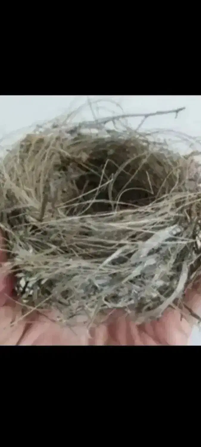 قناری دو ساله فوق العاده|پرنده|بهبهان, |دیوار