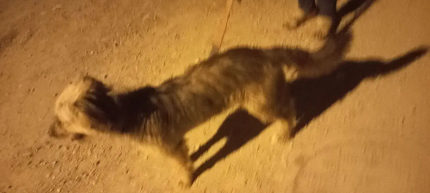 سگ فروشی|سگ|آبادان, |دیوار