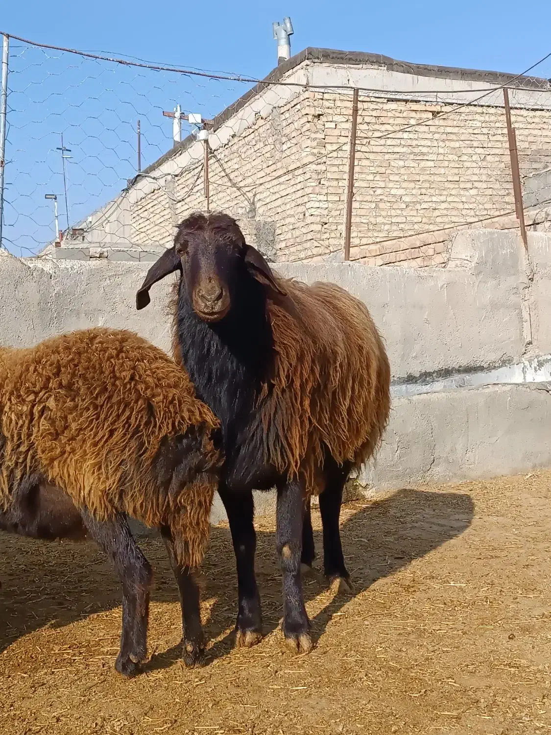 قوچ|حیوانات مزرعه|نیشابور, میدون بار|دیوار