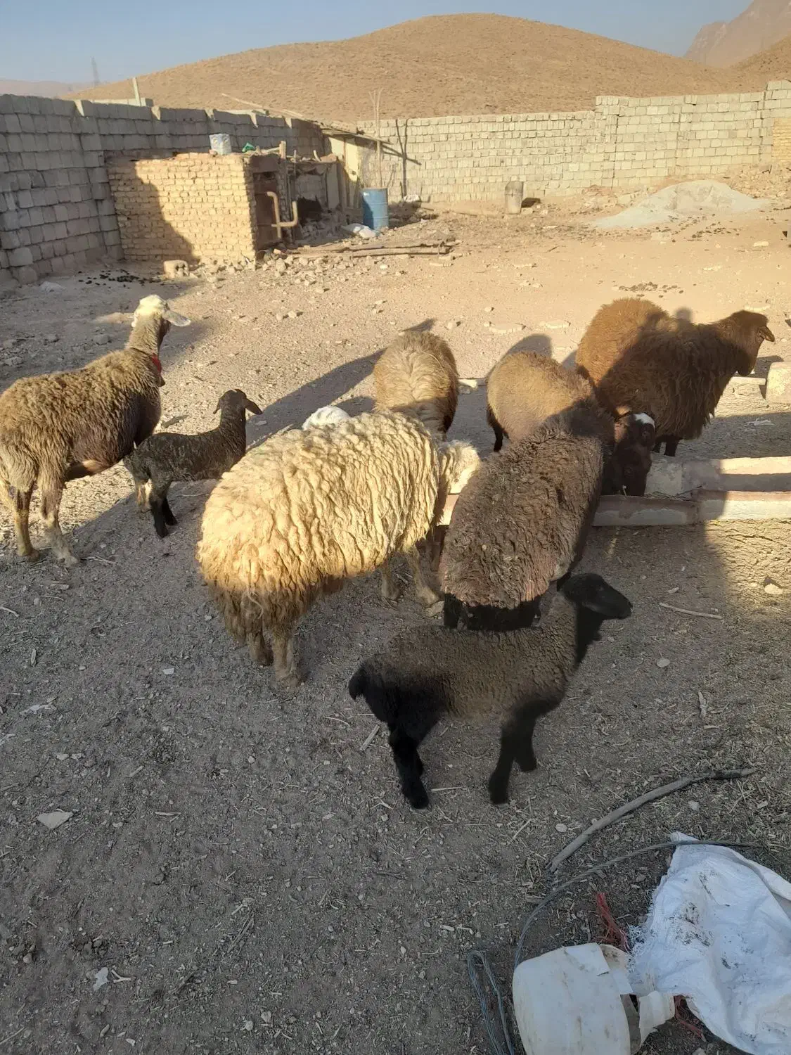 میش افشاری جوان بای شیشک قوچ|حیوانات مزرعه|داران, |دیوار