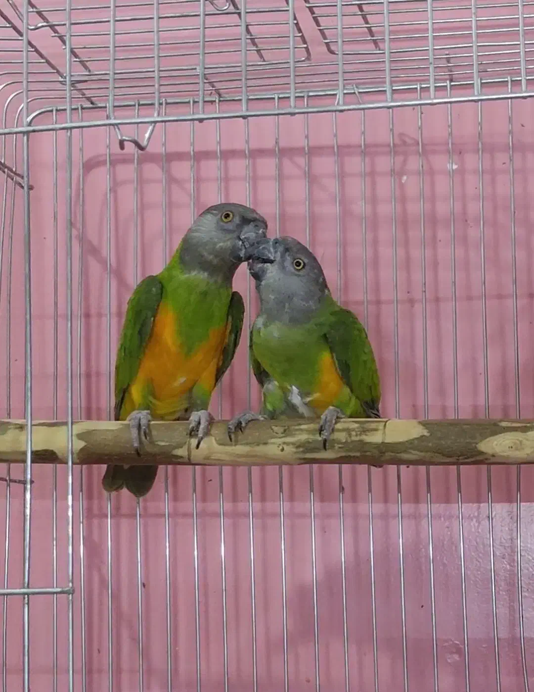 طوطی سنگال|پرنده|ری, جوانمرد قصاب|دیوار