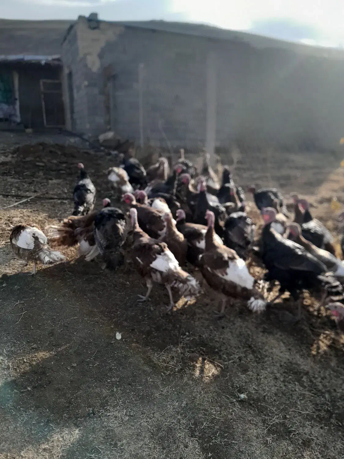 بوقلمون محلی و کاملا اورگانیک|حیوانات مزرعه|زیویه, |دیوار