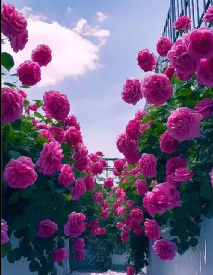 خط همراه اول ۰۹۱۷۷۹۱|سیمکارت|جهرم, |دیوار