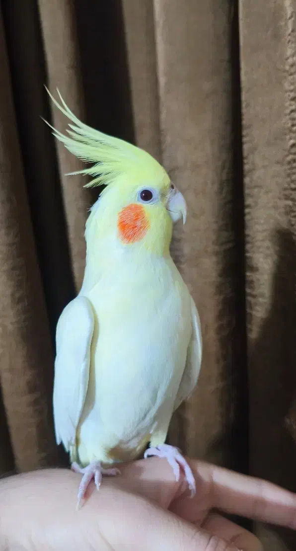 عروس هلندی ماده|پرنده|الوند, |دیوار