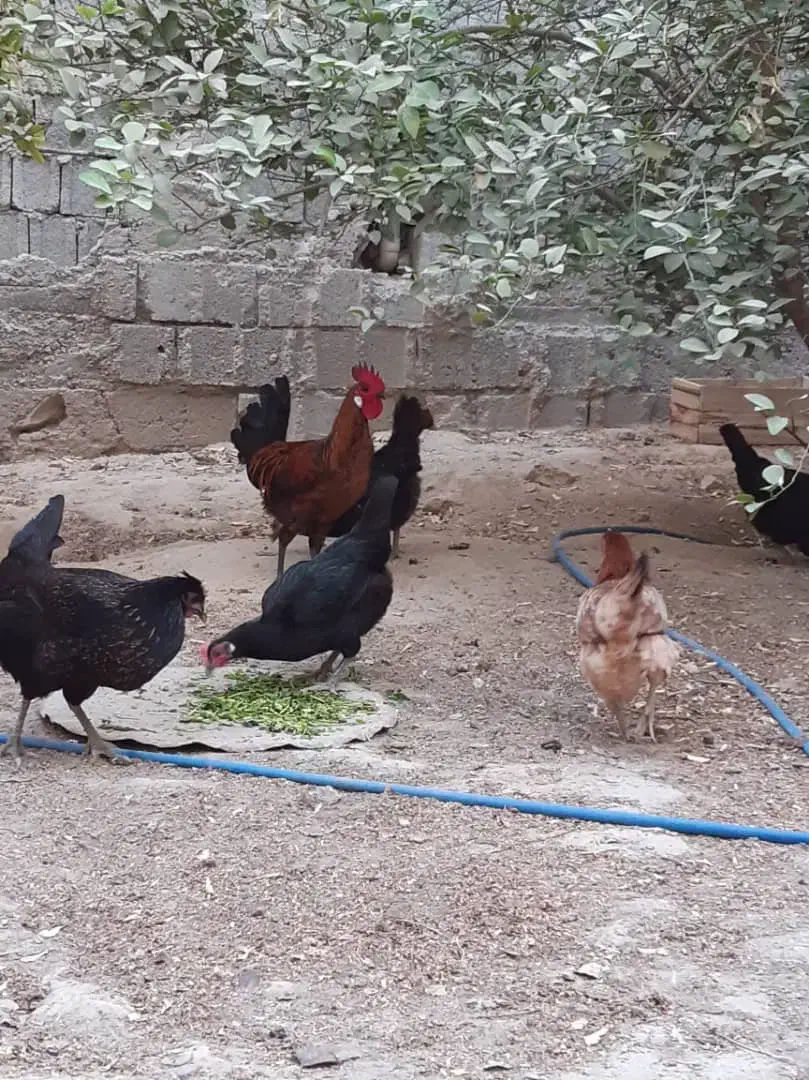 مرغ و خروس محلی اصل|حیوانات مزرعه|برازجان, |دیوار