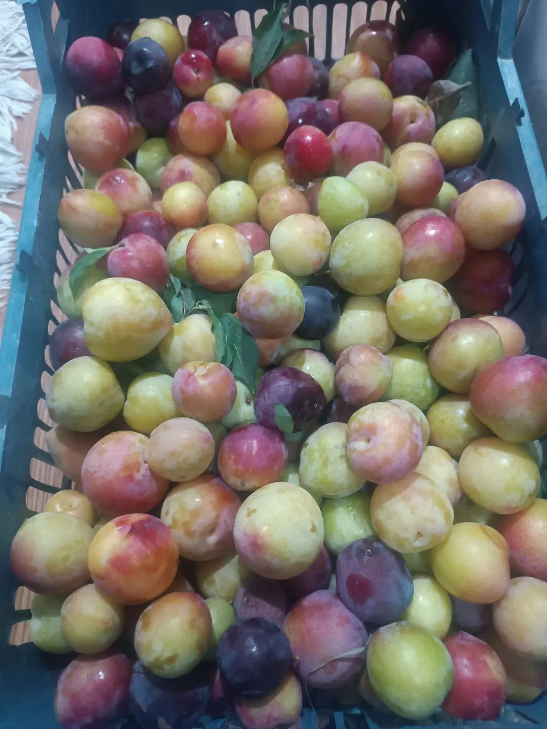 آلو شیرین|خوردنی و آشامیدنی|دزفول, |دیوار
