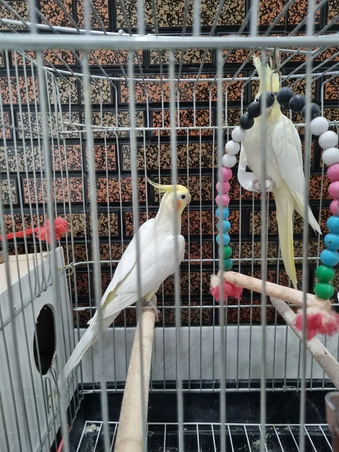 جفت عروس هلندی لوتینو|پرنده|نجف‌آباد, شریعتی غربی|دیوار