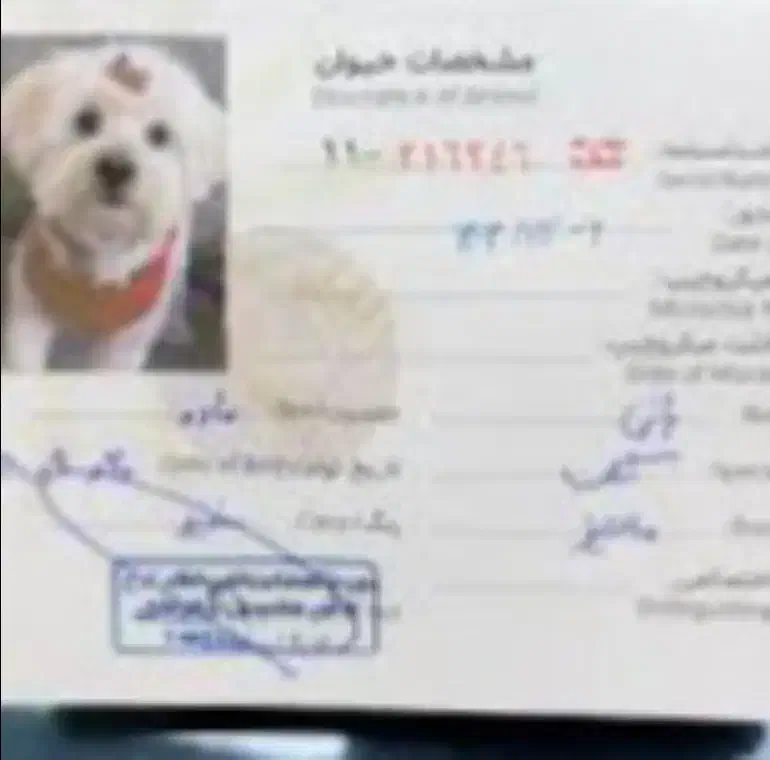 سگ نژاد شیدزو|سگ|سراوان, |دیوار