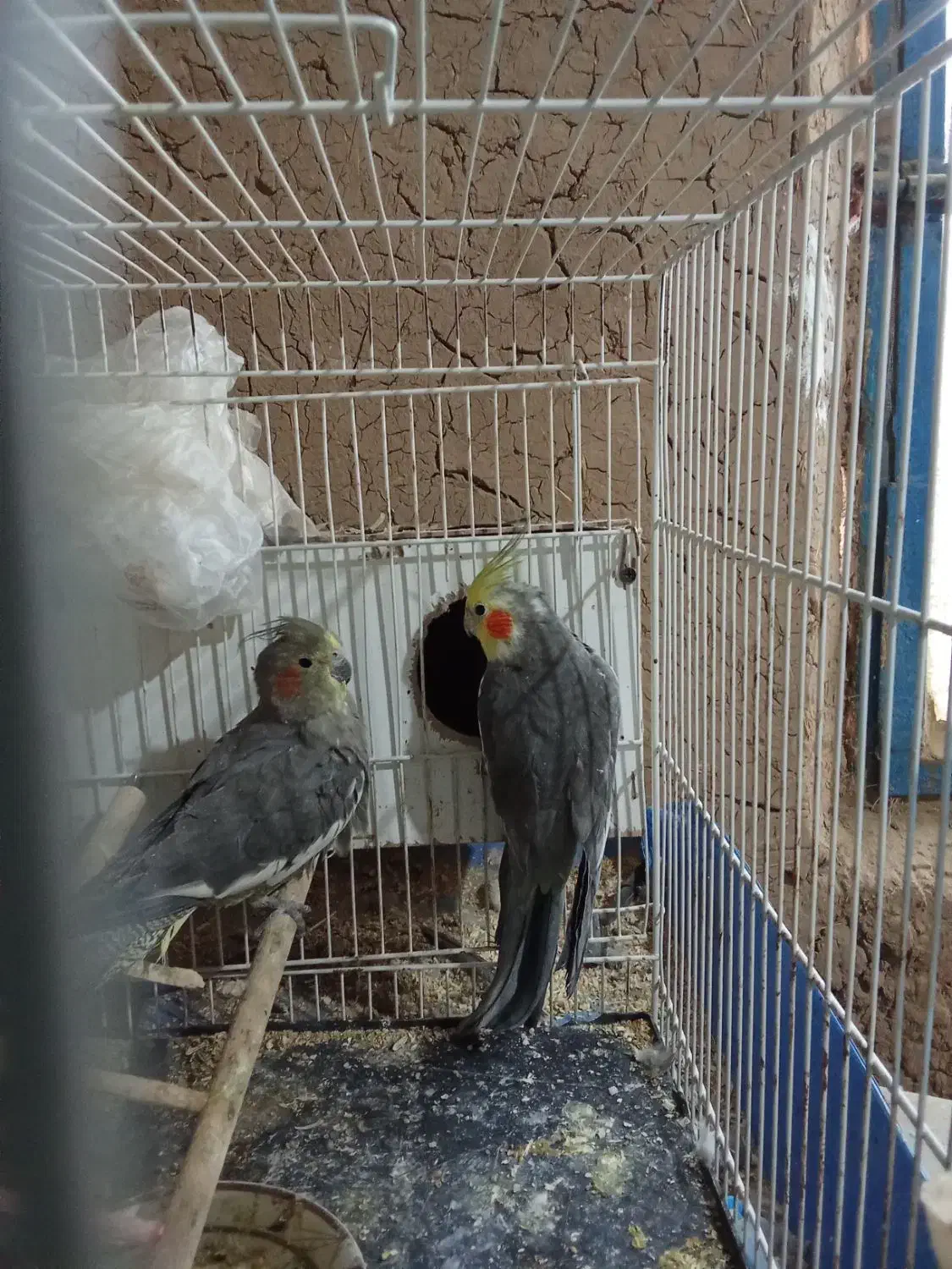 یک جفت عروس هلندی سیامون سالم|پرنده|خواف, |دیوار