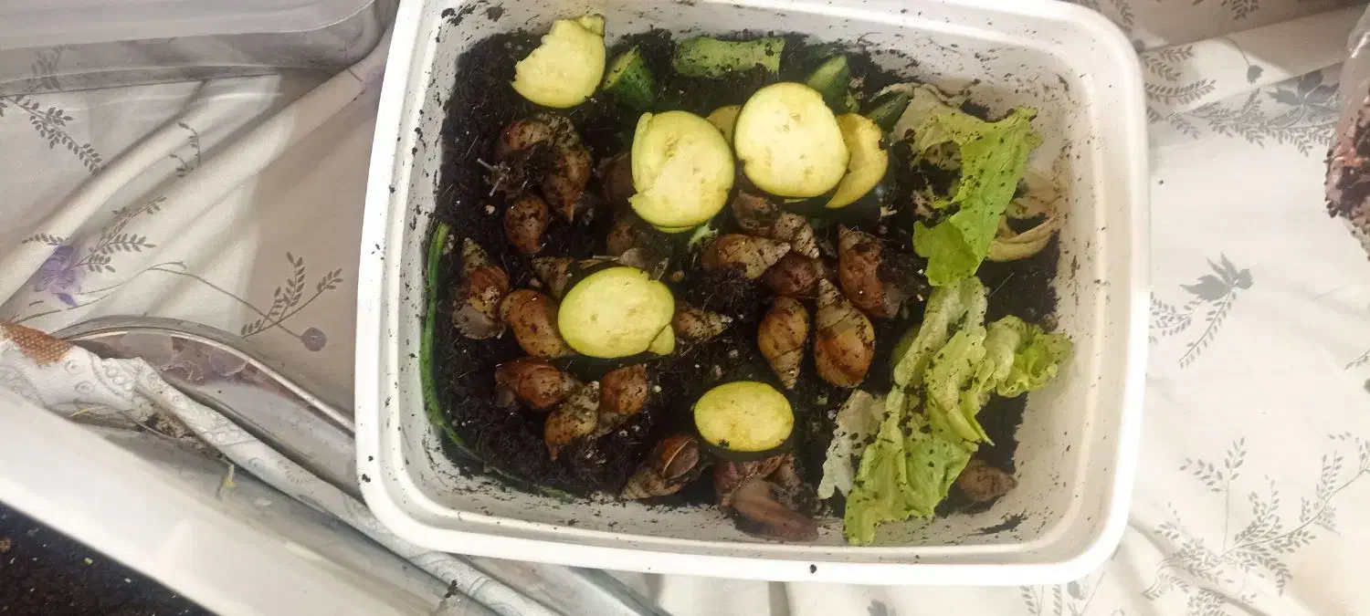 حلزون|خزنده|قروه, |دیوار