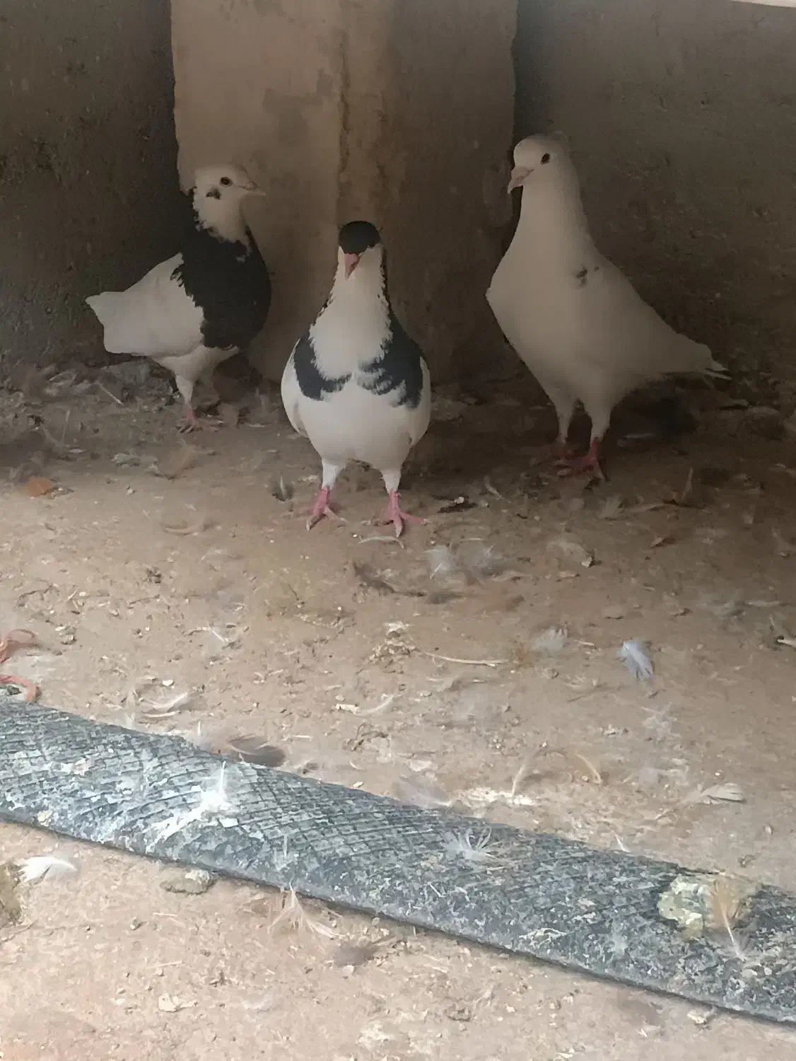 کفتربهبانی ویک میلیمنزنر سرحال|پرنده|افزر, |دیوار