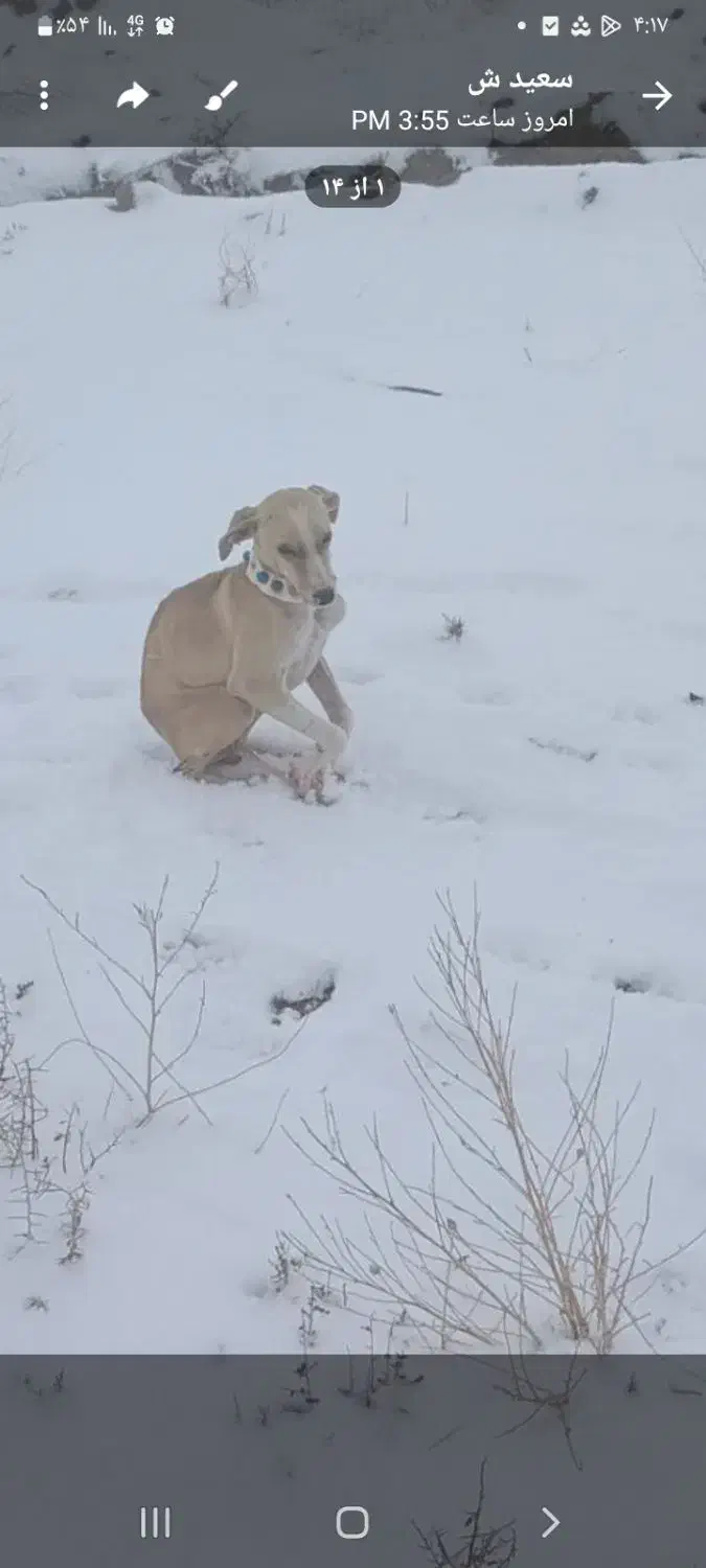 گمشده|حیوانات|تربت‌حیدریه, شهید بهشتی|دیوار