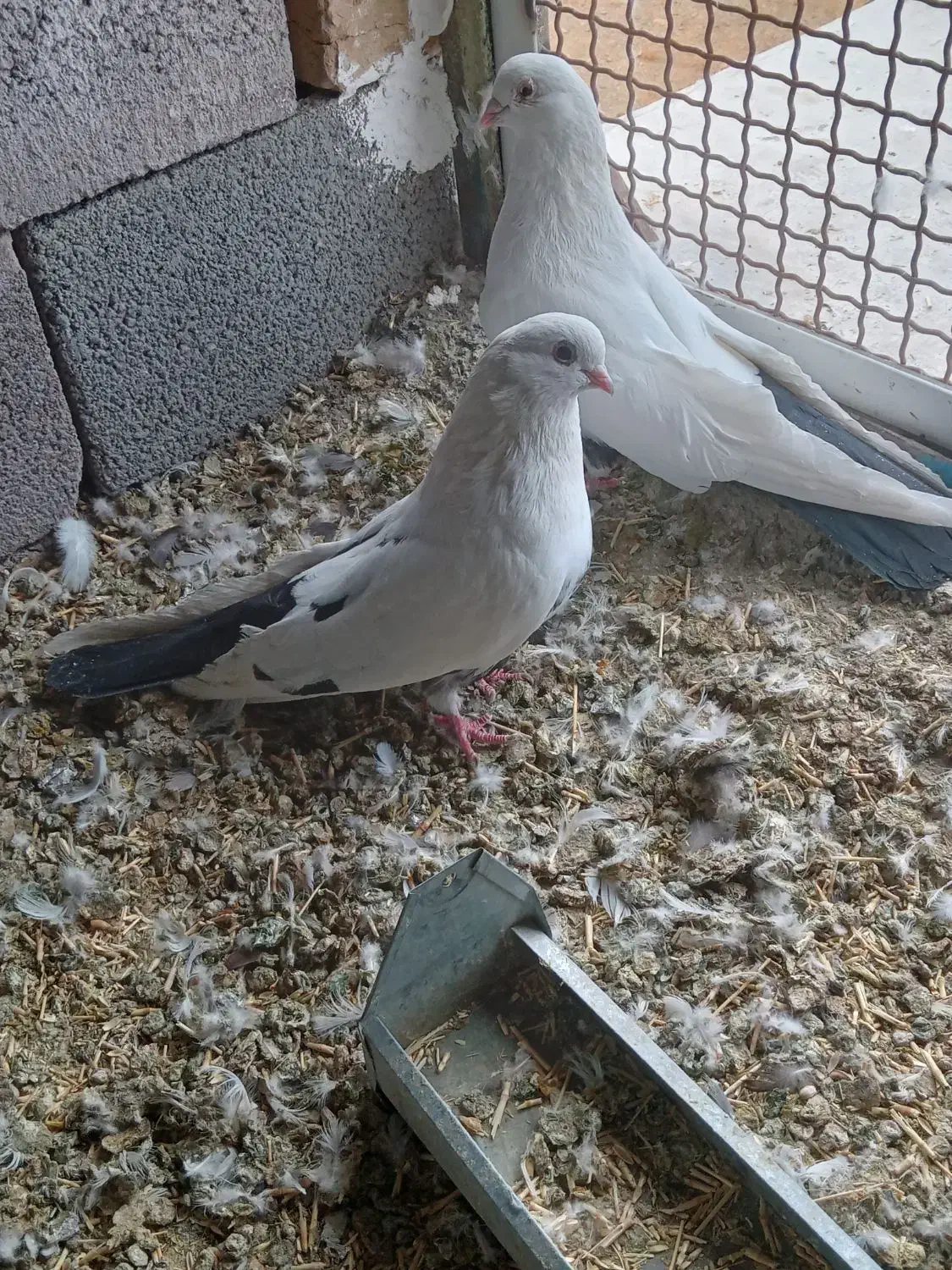 کبوتر تکدم|پرنده|لالجین, |دیوار