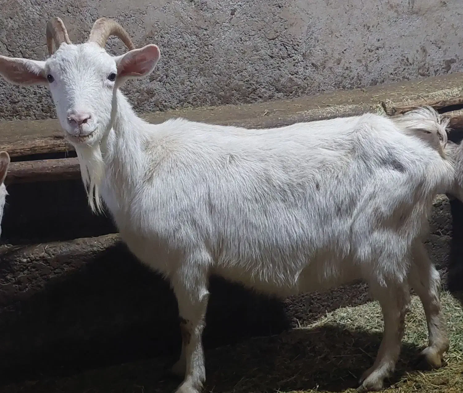 بز سانن|حیوانات مزرعه|خنداب, |دیوار