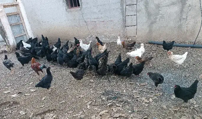 حدود ۸۰مرغ ۵خروس|حیوانات مزرعه|سقز, |دیوار