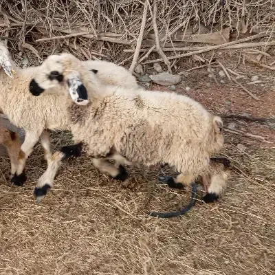 بره|حیوانات مزرعه|جیرفت, |دیوار