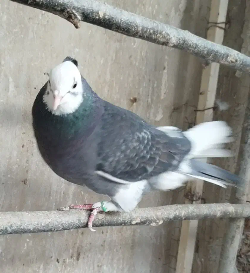 کبوتر ابلغ|حیوانات|اصفهان, باتون|دیوار