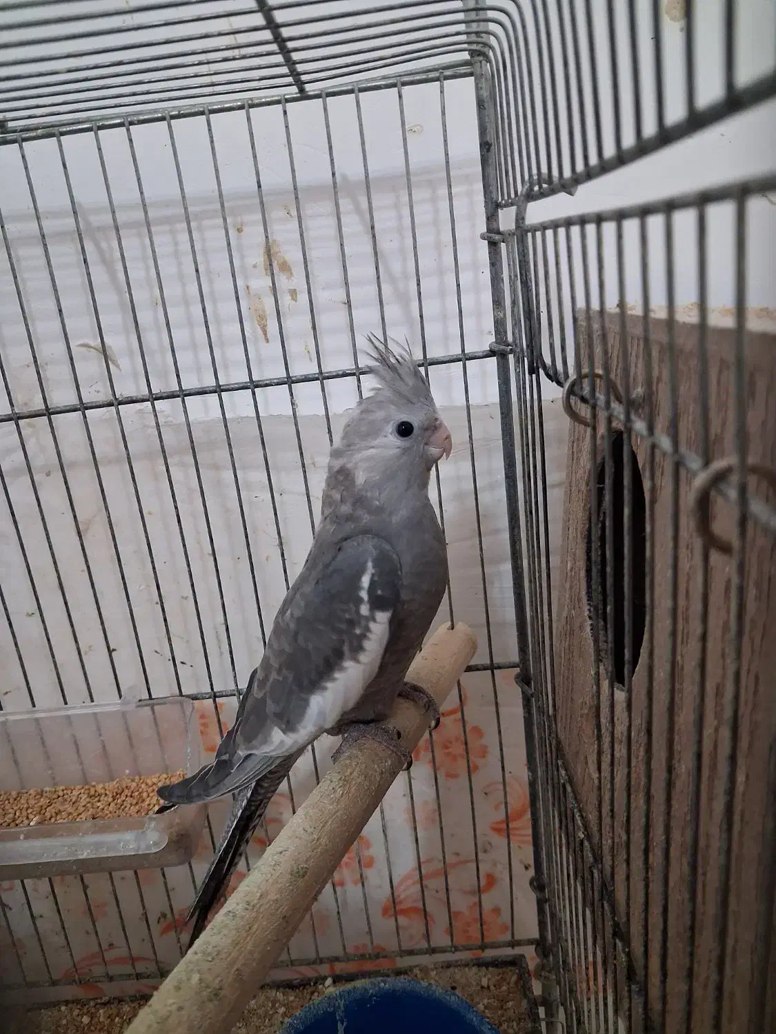 عروس هلندی وایت فیس|پرنده|دره شهر, |دیوار