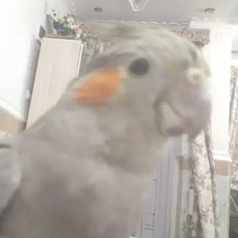 فروش عروس هلندی|پرنده|سراوان, |دیوار