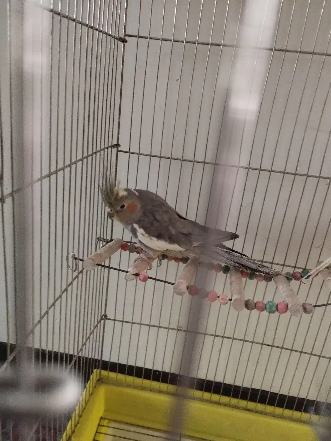 عروس هلندی|پرنده|شیراز, جانبازان|دیوار