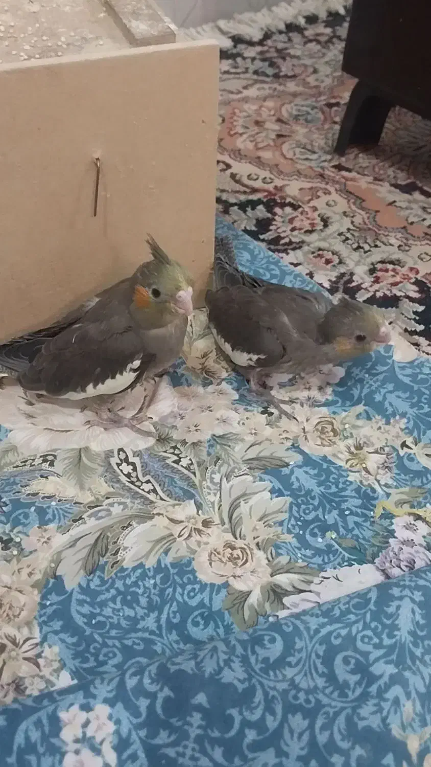 عروس هلندی|پرنده|مبارکه, |دیوار