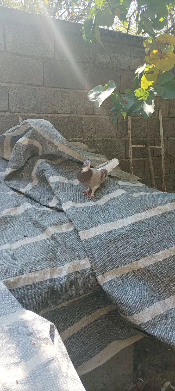 کبوتر|پرنده|کلاردشت, |دیوار